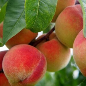 Peaches for Paleo Peach Crumble